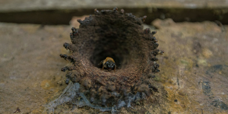Brasil tem centenas de espécies de abelhas nativas (Foto: Leonardo Lopes)