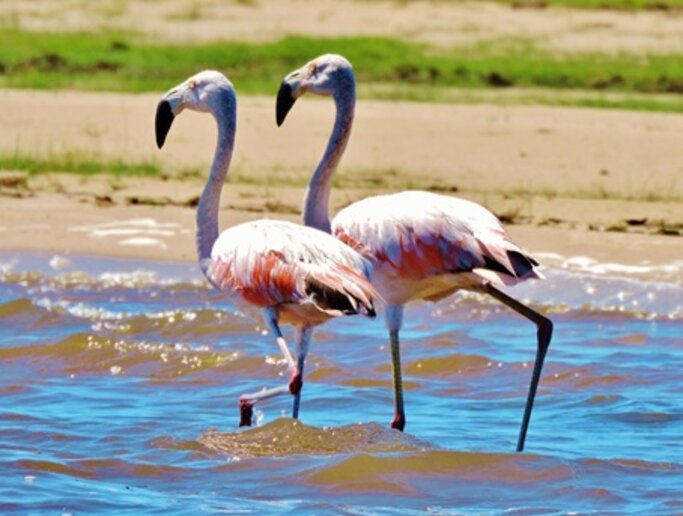 Flamingos – Lagoa Mirim, RS