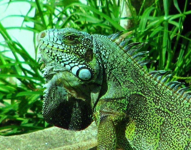 Iguana Iguana - Borba, AM