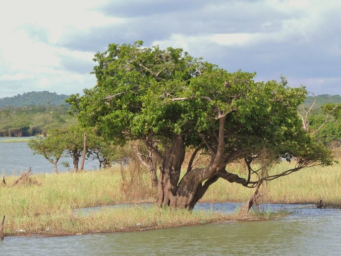 RioTapajós - Santarém, PA (1° Lance)