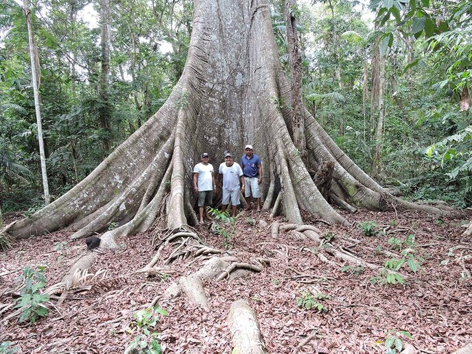 Samaúma de 60 m - Mãe das árvores - Rio Negro, AM