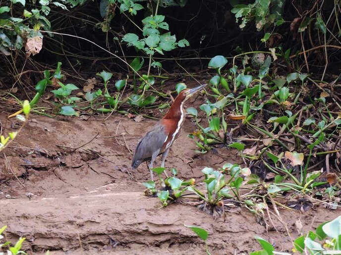 Socó-boi (Tigrisoma lineatum)