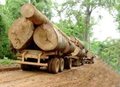 OPERAÇÃO FINADOS: Ibama detém 19 caminhões madeira