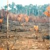 Desmatamento Escandaloso em Rondônia