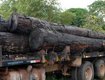 Retirada de madeira apreendida no Pará pode levar 60 dias