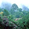 MANEJO FLORESTAL EM RO: Floresta Nacional de Jamari é prioritária no plano concessão