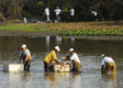 Peixes da Ilha Pequena são resgatados