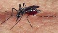 Malária: municípios da Amazônia vão receber 1,1 milhão de mosquiteiros com inseticida