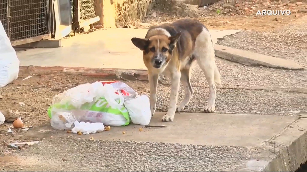 Prefeitura ajuda na castração de animais em Porto Velho (VÍDEO) - Gente de Opinião