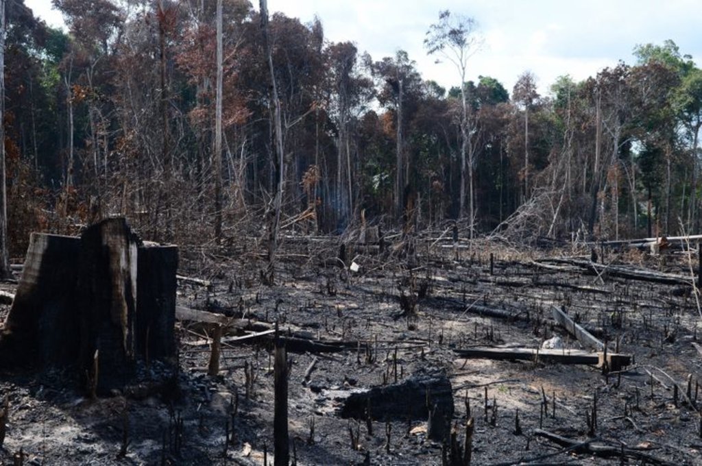 Desmatamento das florestas respondem pela principal fonte de emissão de gases de efeito estufa no país - Arquivo/Agência Brasil - Gente de Opinião