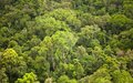 Estudo revela falta de transparência sobre terras públicas em oito estados amazônicos
