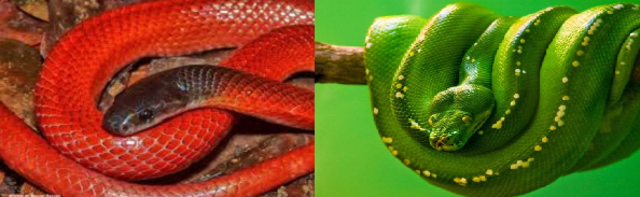A fábula do índio com duas serpentes: Qual deve ser alimentada? - Gente de Opinião