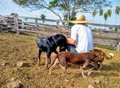 Ji-Paraná vacinará quase 30 mil animais contra raiva em 2019