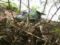 Amazônia: Armadilhas fotográficas são usadas para monitorar predadores e comportamento de jacarés