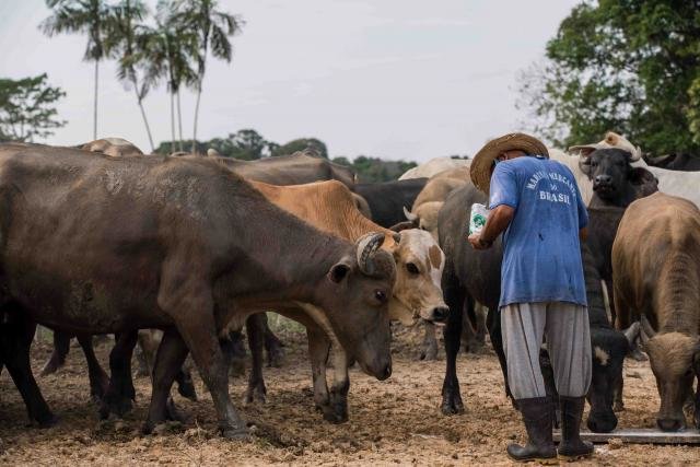 Criação de gado na Reserva de Desenvolvimento Sustentável Amanã, unidade de conservação localizada na Amazônia (Foto: Leonardo Lopes) - Gente de Opinião