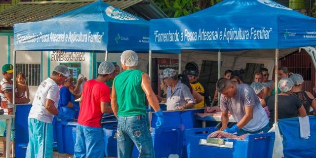 Em Tefé, 15º Feira do Pirarucu Manejado terá 100 peixes à venda neste fim de semana - Gente de Opinião