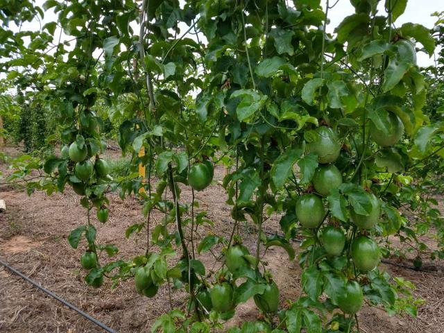 Prefeitura de Rolim de Moura realizará Dia Especial sobre o cultivo do Maracujá  - Gente de Opinião