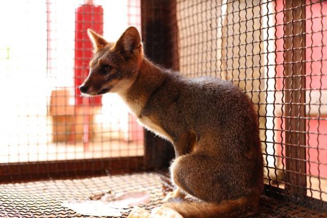 Jaguatirica, raposas e cobras: Semma cuida e devolve à Natureza 14 animais silvestres em outubro com parceria de órgãos ambientais - Gente de Opinião