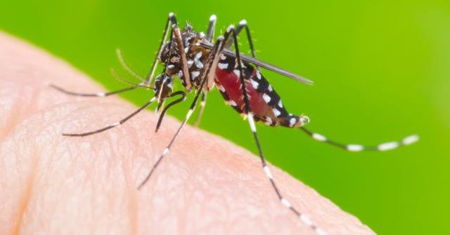 ALTO RISCO: Rolim de Moura tem 20 casos confirmados de Dengue - Gente de Opinião