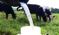 Pecuária de leite em Rondônia ganha reforço com início de projeto da Embrapa no programa Agroleite