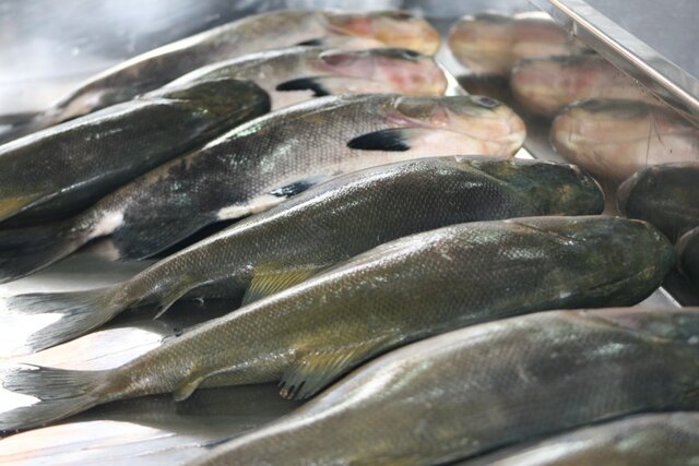 Peixes cultivados em cativeiros são mais seguros e possuem alto valor nutricional; o tambaqui é o mais procurado - Gente de Opinião