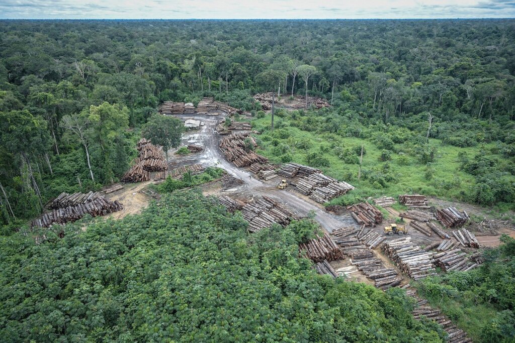 Leis federais e estaduais estimulam invasão de terras públicas e desmatamento na Amazônia, aponta novo estudo - Gente de Opinião