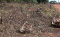 Túmulos de vítimas da covid-19 consumidos pelo mato e falta de conservação