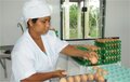 Governo de Rondônia publica decreto que reduz tributos e incentiva a comercialização de ovos