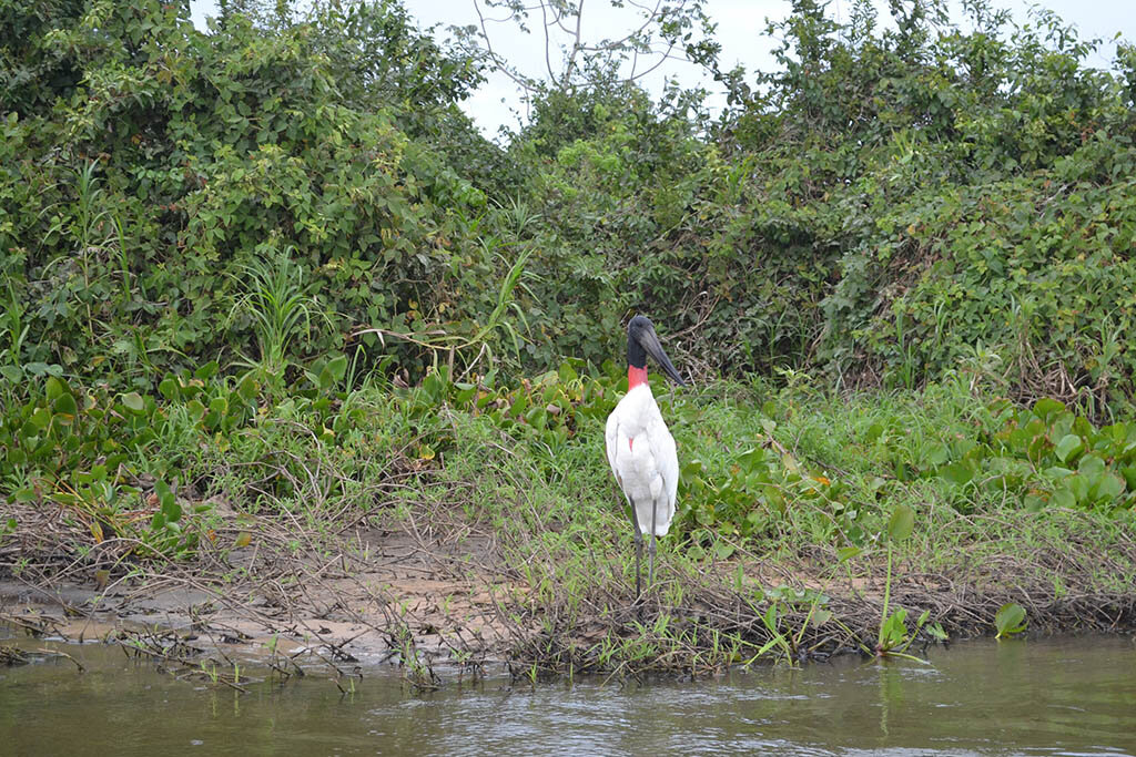 Tuiuiú (Jabiru mycteria) - Gente de Opinião