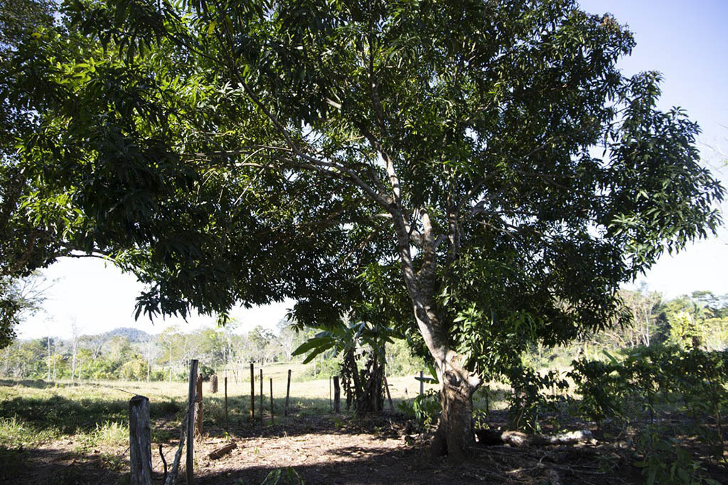 Mais de 5,8 milhões de árvores plantadas em projetos de reflorestamento em Rondônia - Gente de Opinião