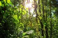 Inventário Florestal de Rondônia será lançado na Agrolab Amazônia