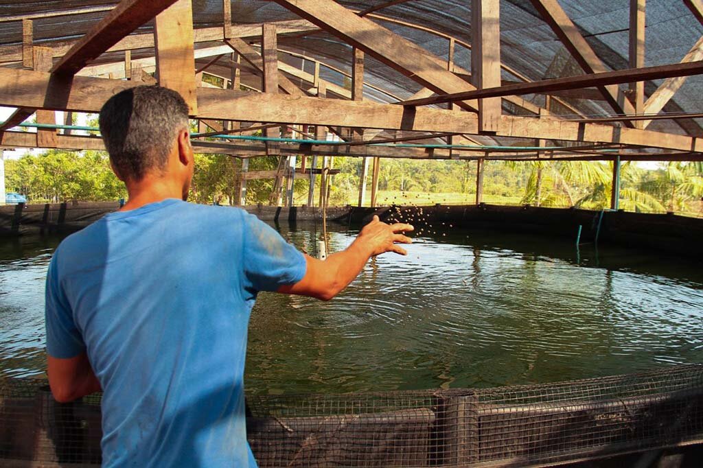 Criação de tambaqui é destaque em Rondônia - Gente de Opinião