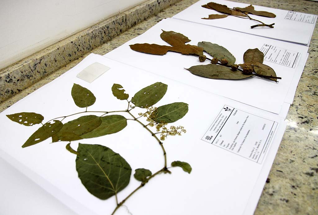 Herbário da Unir abriga a maior coleção da flora rondoniense - Gente de Opinião