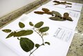 Herbário da Unir abriga a maior coleção da flora rondoniense