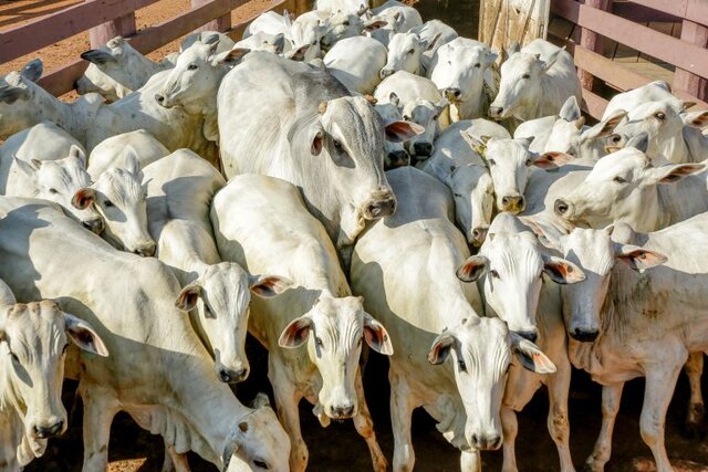 Porto Velho é o município que registra maior produção de gado - Gente de Opinião