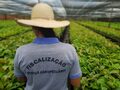 Rondônia fortalece a cafeicultura brasileira e produz mais de 14 milhões de mudas certificadas em 2021