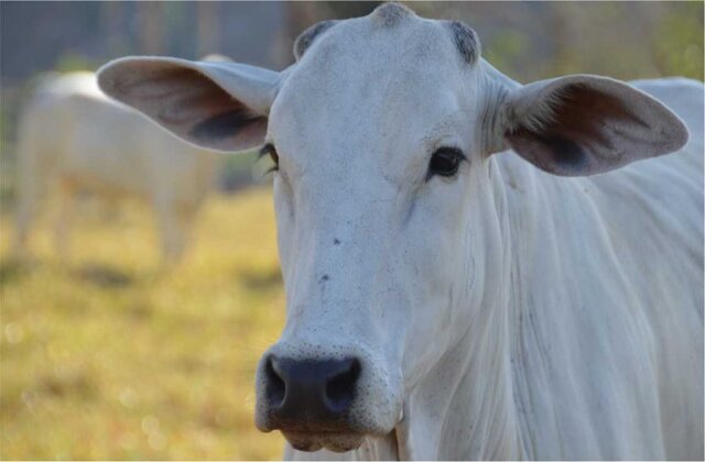 Redução do ICMS nas operações interestaduais com gado bovino é garantida pelo Governo de Rondônia
