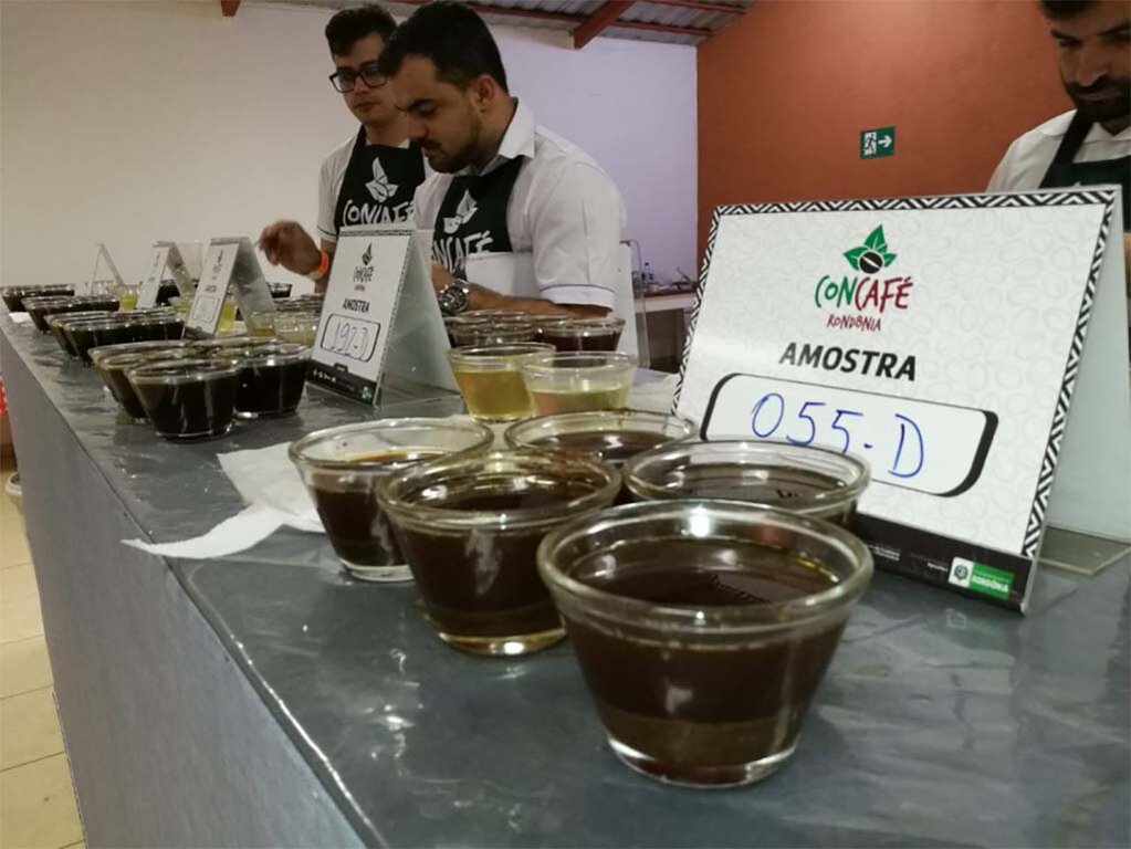 Cafeicultura de Rondônia tem rendido frutos, tanto na lavoura quanto para técnicos que atuam no desenvolvimento da cultura no Estado - Gente de Opinião