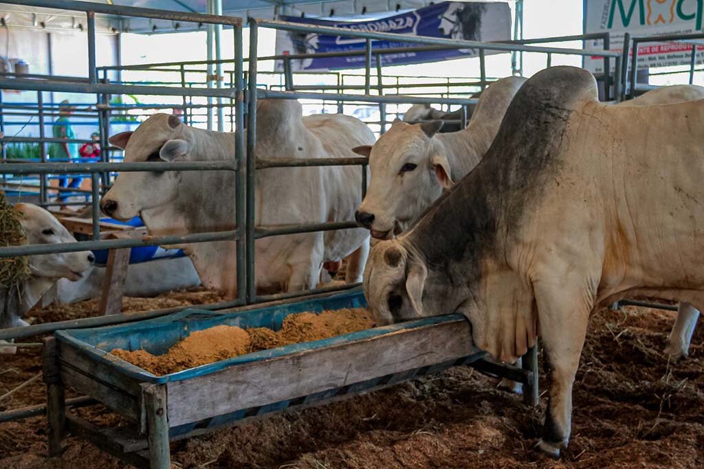 Redução do ICMS bovino impulsiona a pecuária em Rondônia - Gente de Opinião