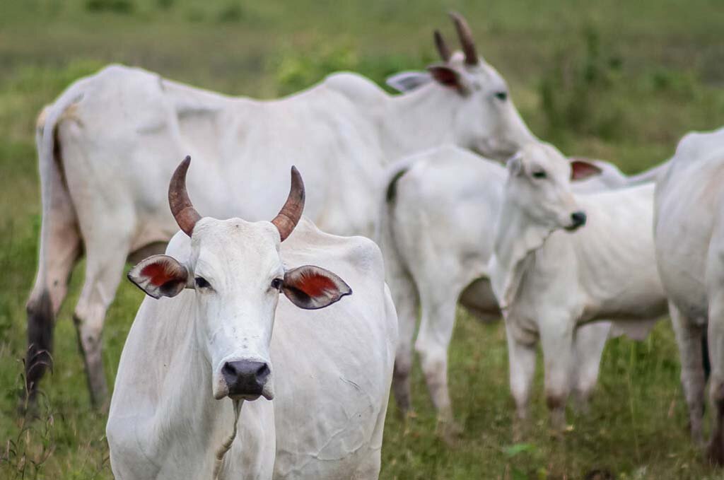 Redução do ICMS bovino impulsiona a pecuária em Rondônia - Gente de Opinião
