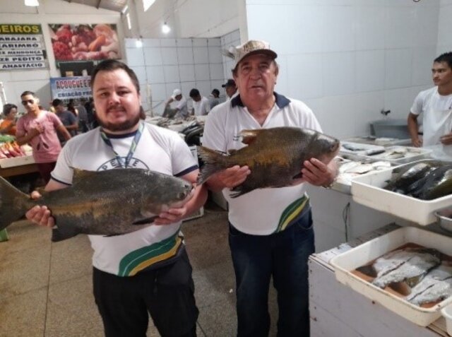 Antônio de Almeida e Bruno Botão expõem exemplares da espécie tambaqui, no boxe do Mercado Municipal. - Gente de Opinião
