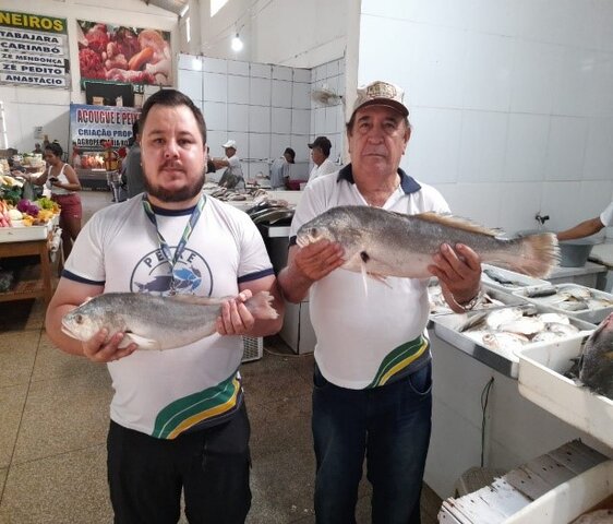 Espécie de pescada em exposição no Mercado Municipal de Humaitá-AM. - Gente de Opinião