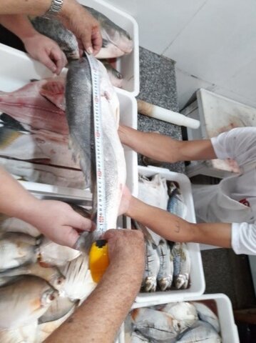 Espécie pescada comercializada em Humaitá-AM. - Gente de Opinião
