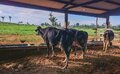Prefeitura de Porto Velho investe na melhoria genética do gado leiteiro