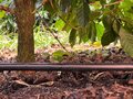 Uso da tecnologia da irrigação visando uma cafeicultura mais sustentável
