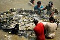 Peixe de cativeiro produzido em Rondônia é a melhor opção de consumo