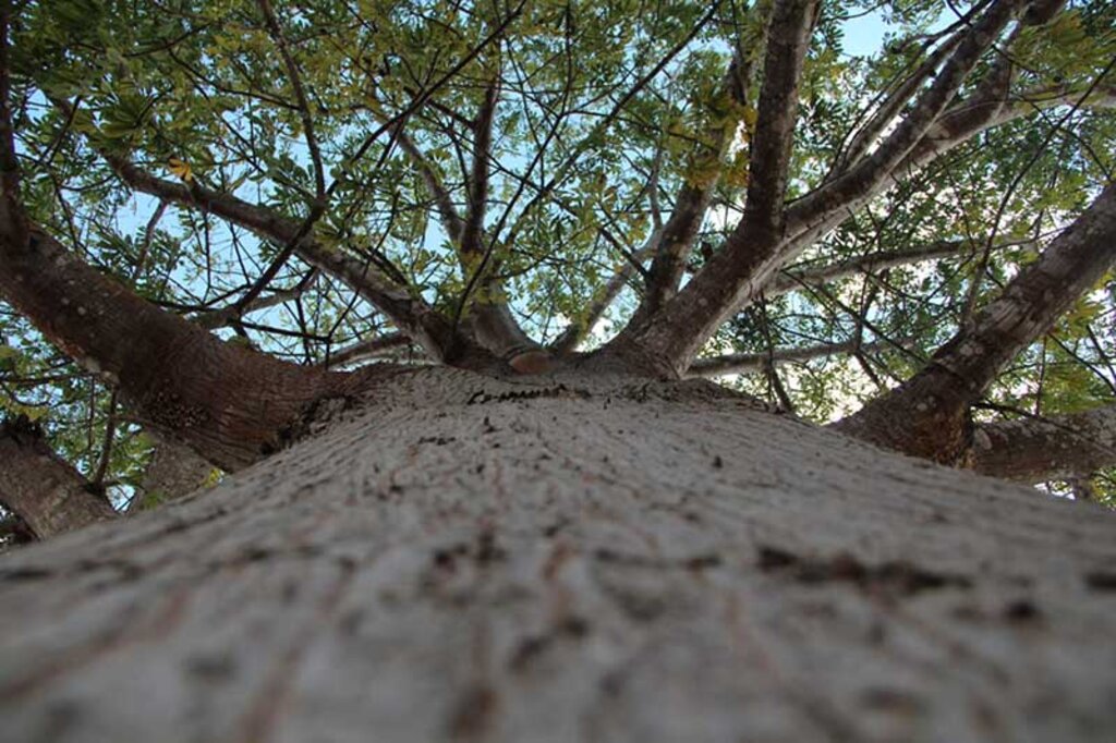 Sedam já distribuiu cerca de 4.564 mudas de árvores nativas como Castanha do Brasil, Mogno e Ipê - Gente de Opinião