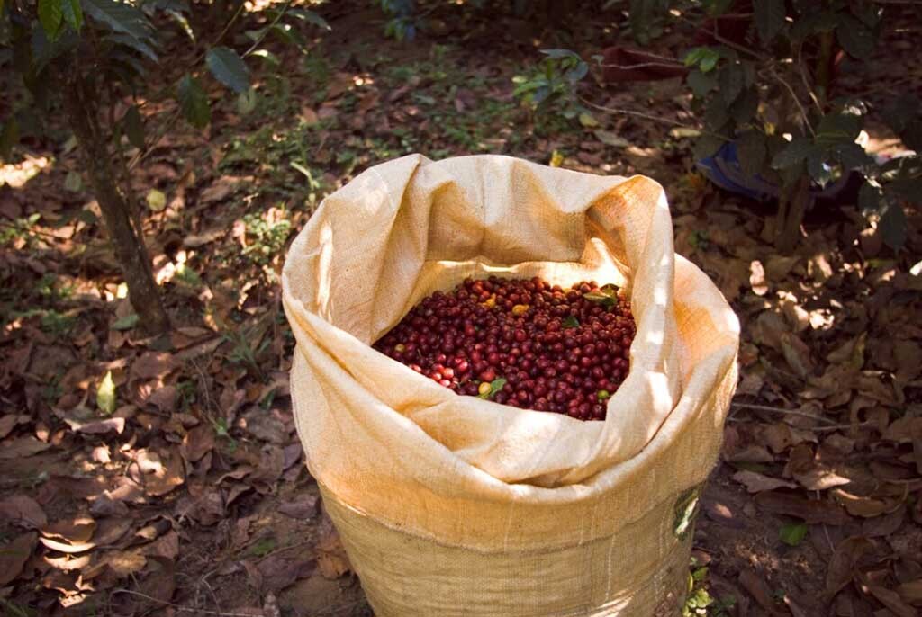 É fundamental reconhecer a dedicação dos cafeicultores que contribuem para o fortalecimento da economia de Rondônia - Gente de Opinião