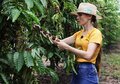 Mulheres produtoras de café de Rondônia estão entre as finalistas em concurso nacional de qualidade