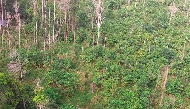 Trabalho integrado e ações preventivas são apontados pelo MP como fatores que colaboraram com a redução do desmatamento em Rondônia - Gente de Opinião